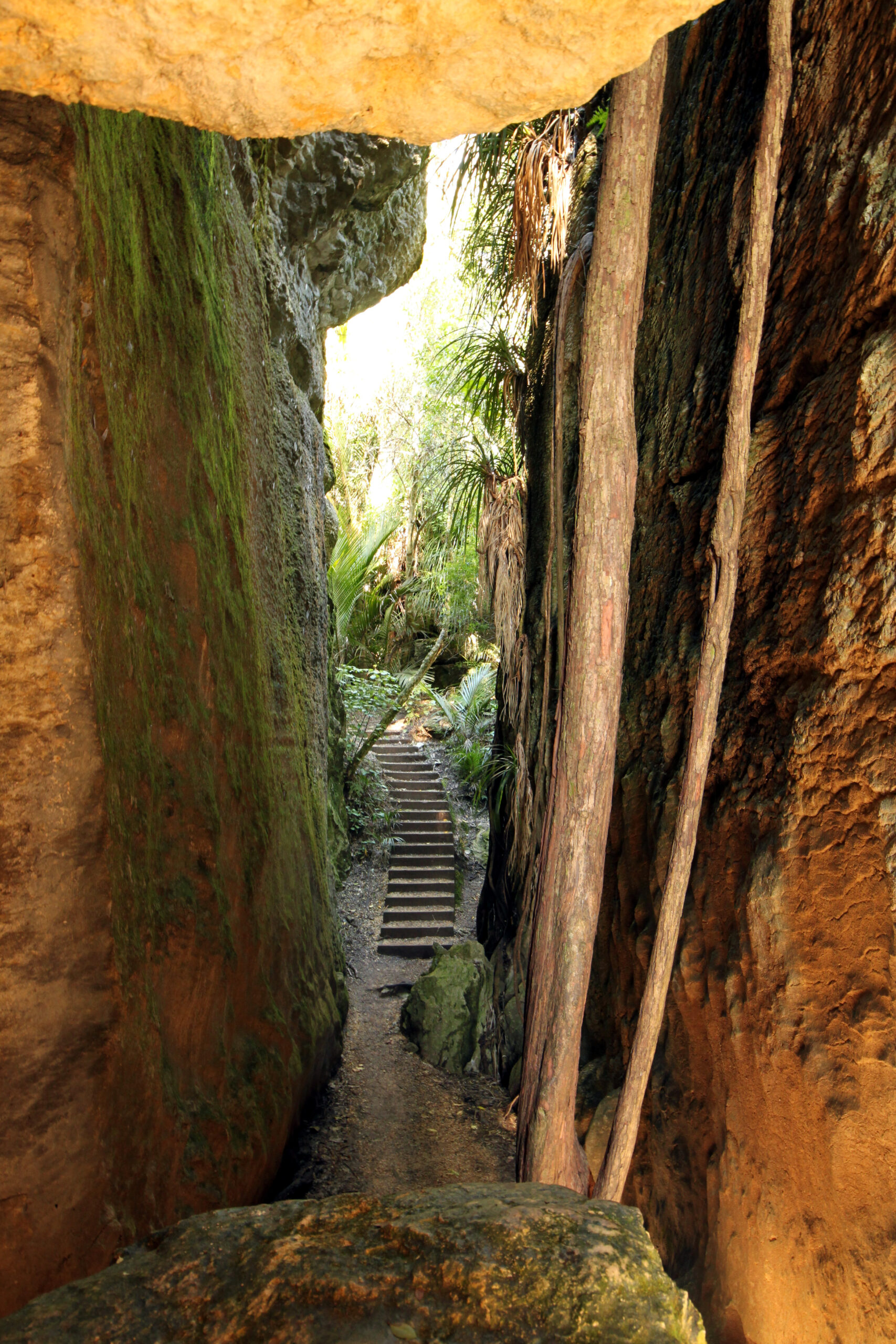 The Grove Scenic Reserve